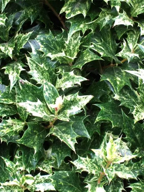 Ложный остролист Гошики пестрый с колючими листьями