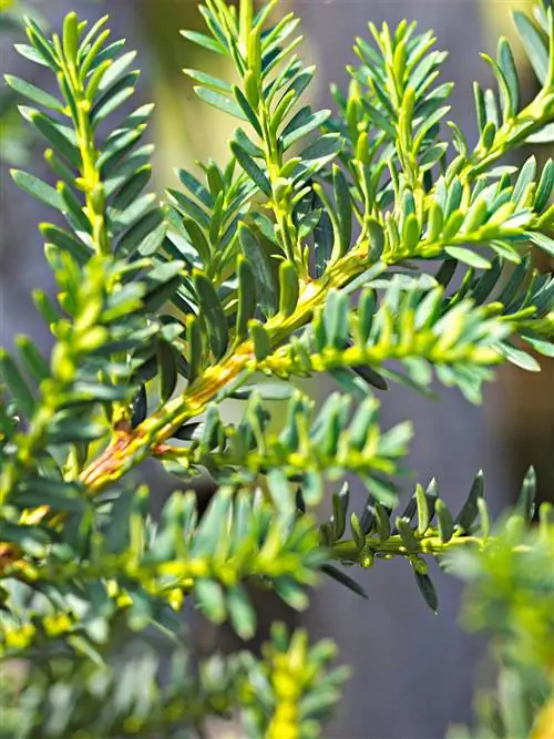 Японский гибридный тис на серо-голубом фоне