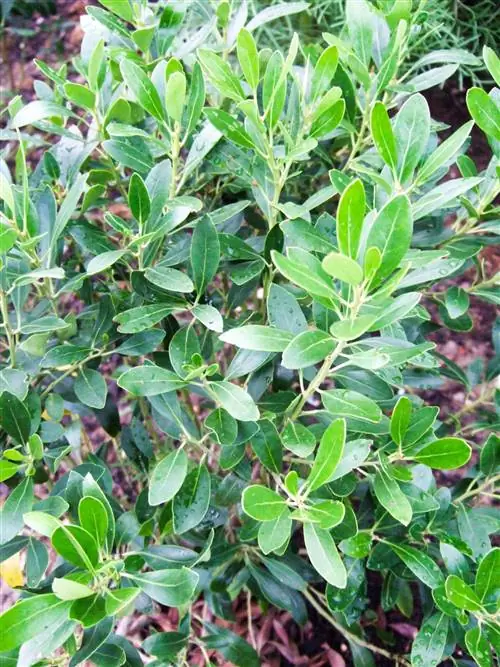 Чернильная Холли