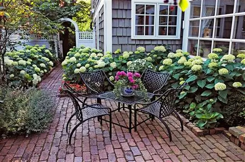 гортензии растут на даче