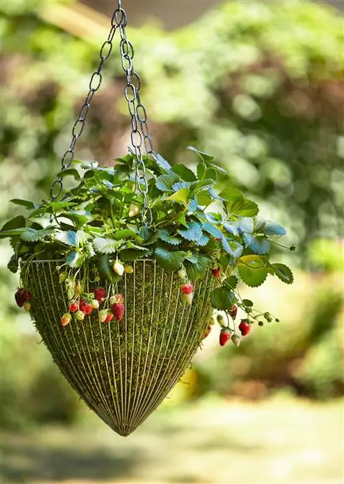 подвесная корзина с клубникой