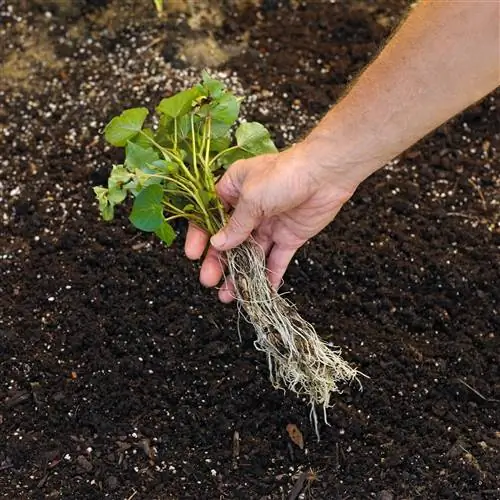 посадка небольшого картофеля