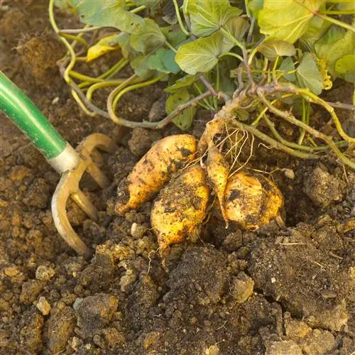 сладкий картофель в грязи