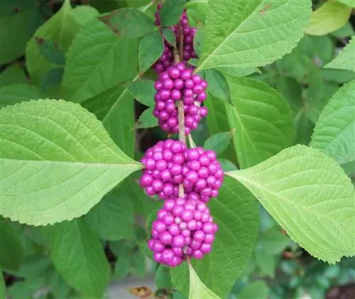 Красавица американская Callicarpa americana