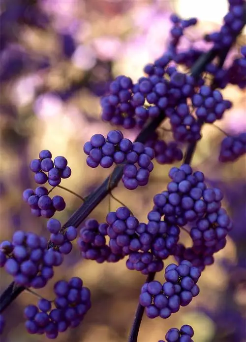 Красавица пурпурная Callicarpa dichotoma 'Issai'