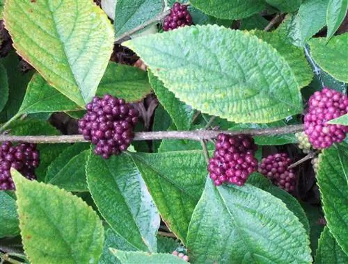 Мексиканская красавица Callicarpa acuminata