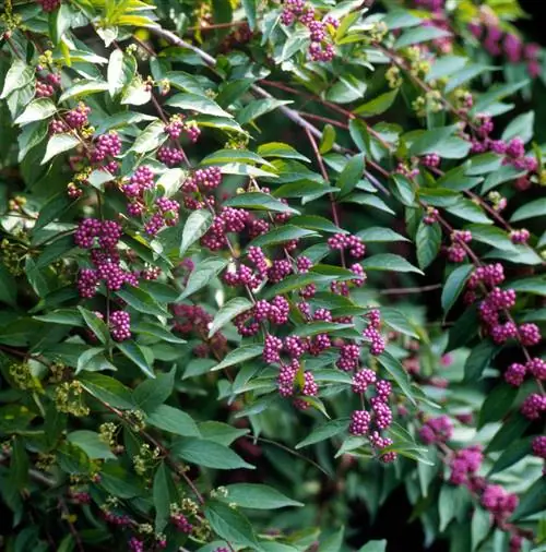 Фиолетовая красавица Callicarpa dichotoma