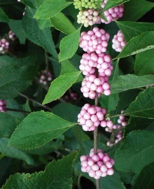 Callicarpa americana 'Welch's Pink'