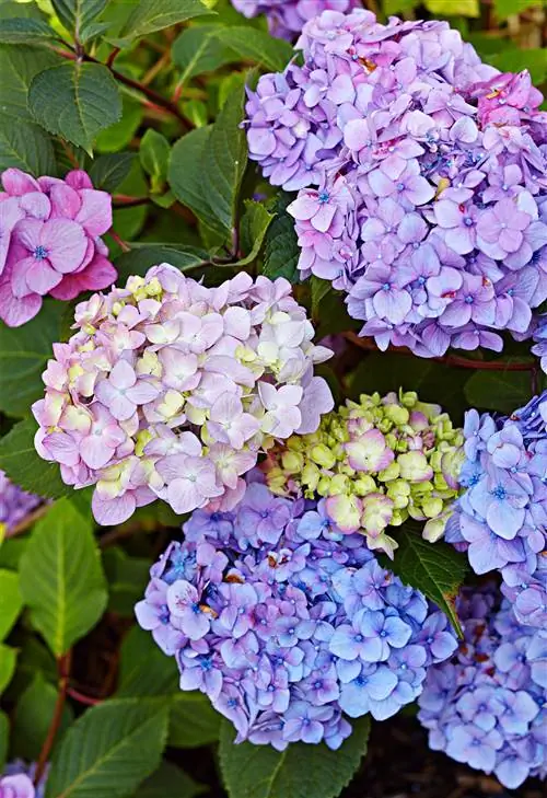 Цветы гортензии Endless Summer 'Bloomstruck'