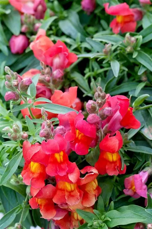 Стелющийся львиный зев Antirrhinum 'Candy Showers Orange'