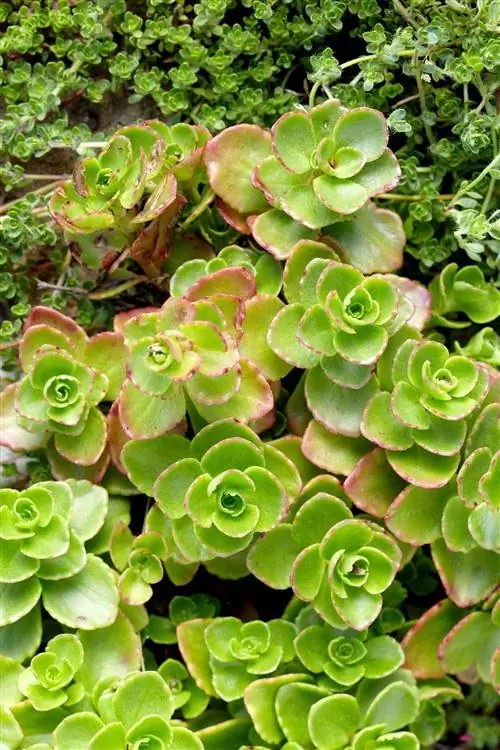 Sedum spunum драконья кровь