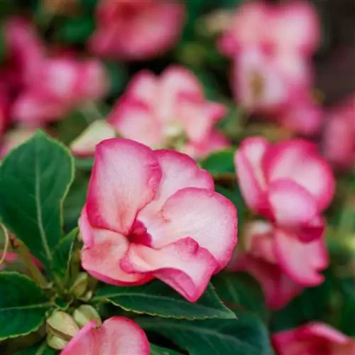 Impatiens Swirl Coral