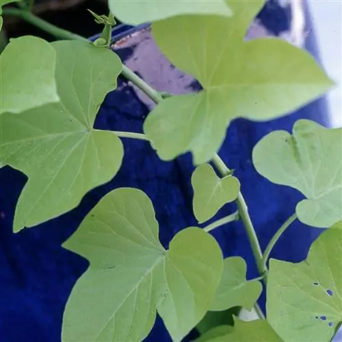 Батат Лоза Ipomoea batatas
