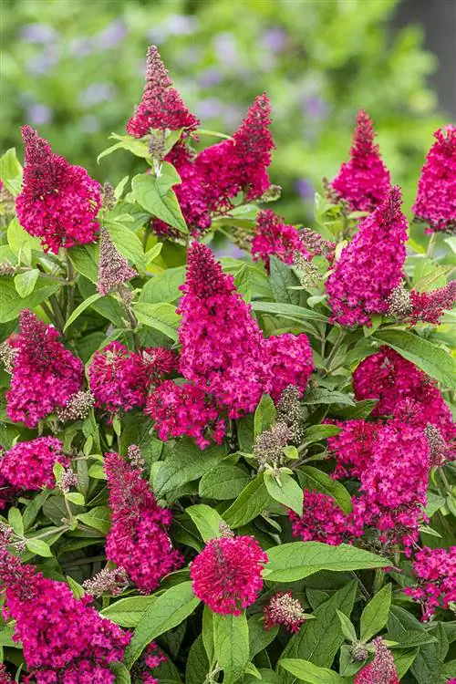 buddleia бабочка candy lil малиновые цветы