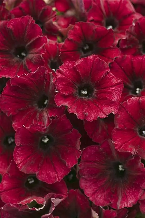 цветы черной вишни supertunia крупным планом