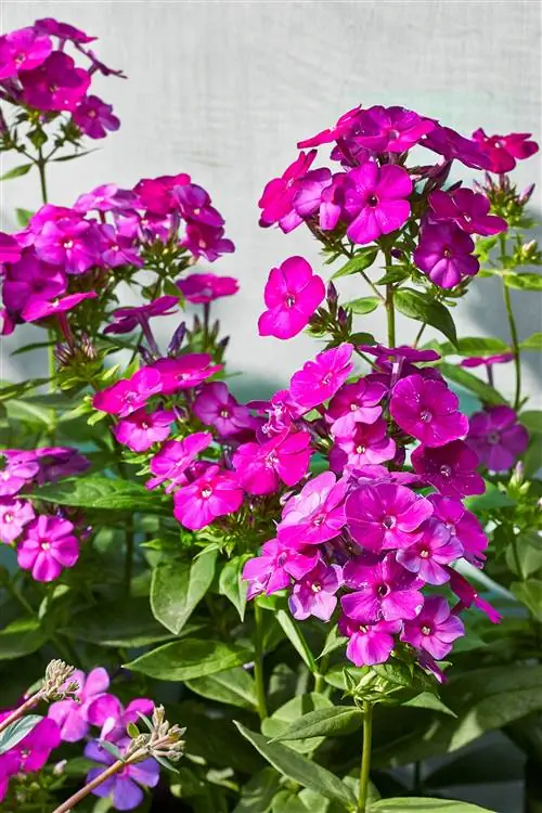 Флокс Ультрафиолет