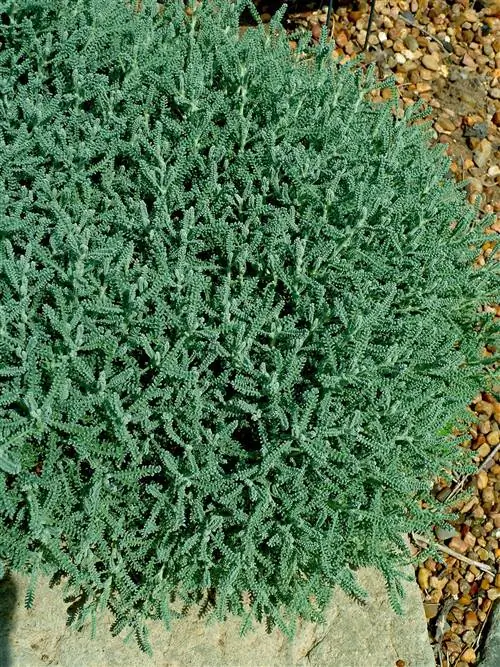 Сантолина серая Santolina chaemacyparissus