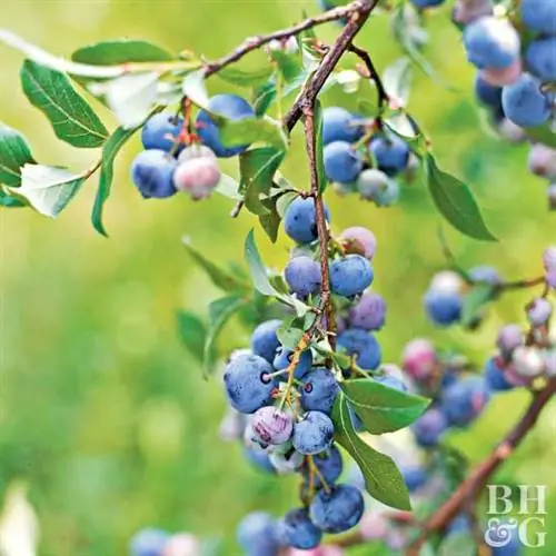 голубика Vaccinium angustifollium