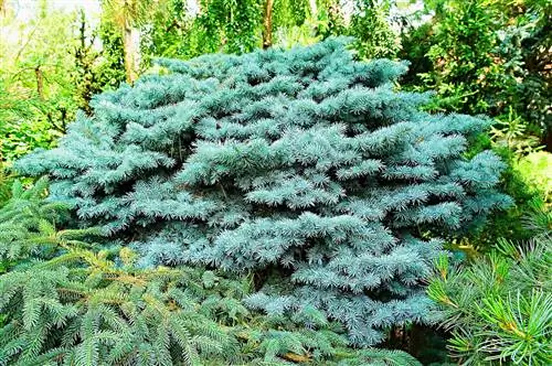 вечнозеленый кустарник с серебристыми листьями
