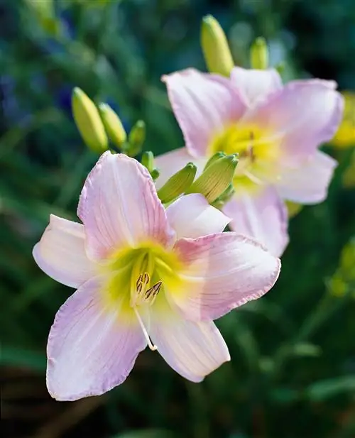 светло-розовый лилейник Hemerocallis 'Catherine Woodbury'