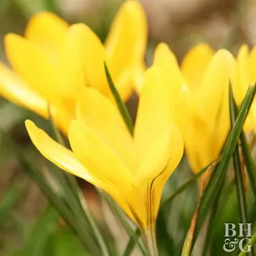 Crocus vernus 'Желтый мамонт'