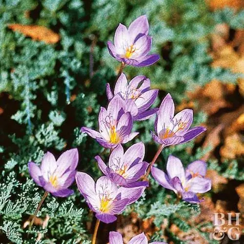 Осенний крокус Crocus speciosus