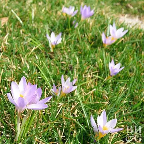 Крокус sieberi 'Светлячок'