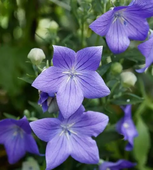 Платикодон 'Astra Blue'