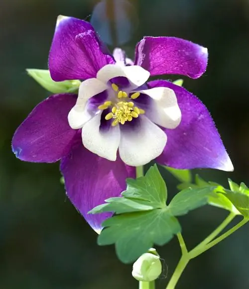Коломбина 'Spring Magic Navy and White'