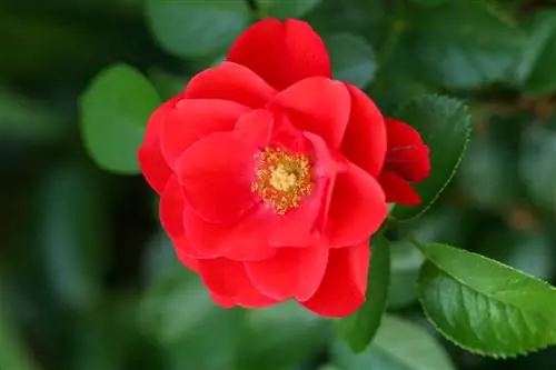 Роза 'Flower Carpet Scarlet'