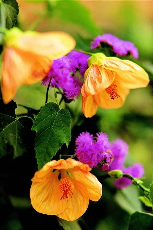клен цветущий Abutilon Ageratum 'Blue Horizon'
