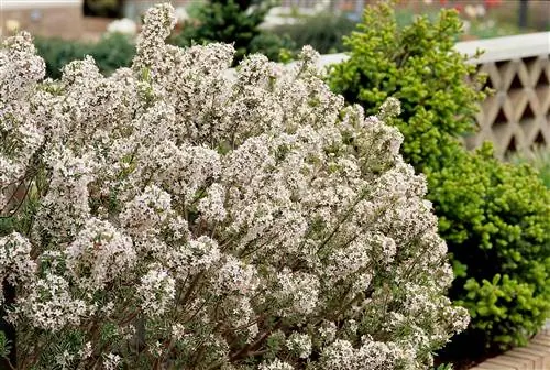 Куст дафны с мелкими белыми цветками Куст дафны с мелкими белыми цветками