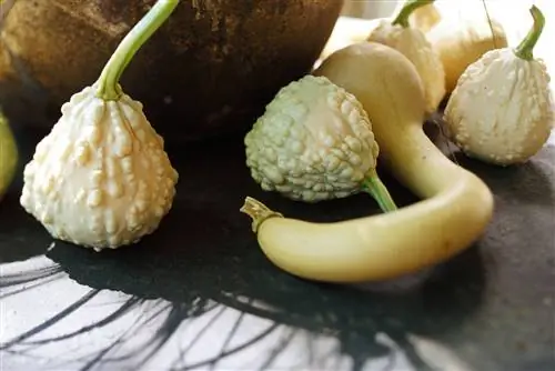 Тыква с мягкой оболочкой