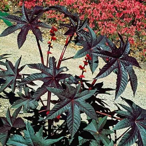 листва касторовой фасоли молочайные