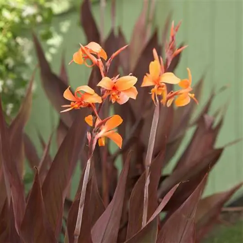 Растение клещевина канна