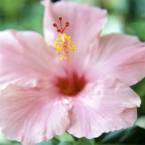 Тропический гибискус