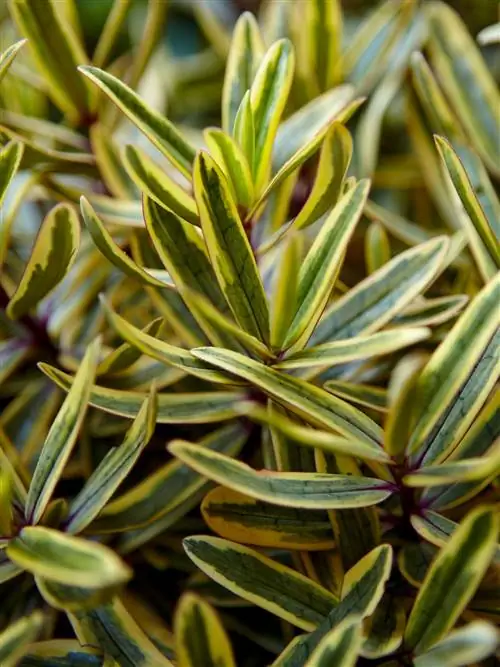 деталь листвы hebe variegata