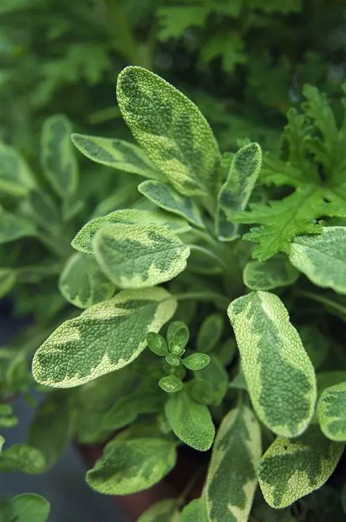 Золотой шалфей