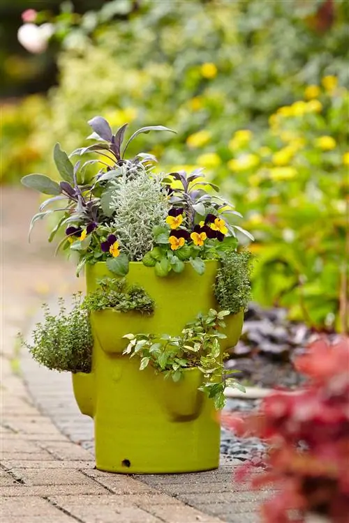 Как сажать и выращивать травы в горшке с клубникой