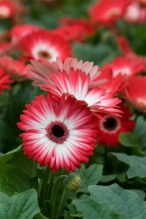 красные герберы с белым центром