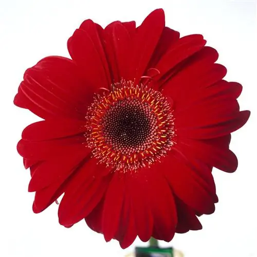 Гербера 'Сомбреро' Дейзи