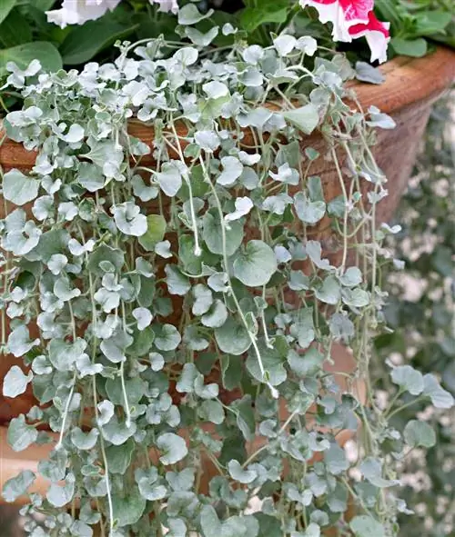 Дихондра "Серебряный водопад"