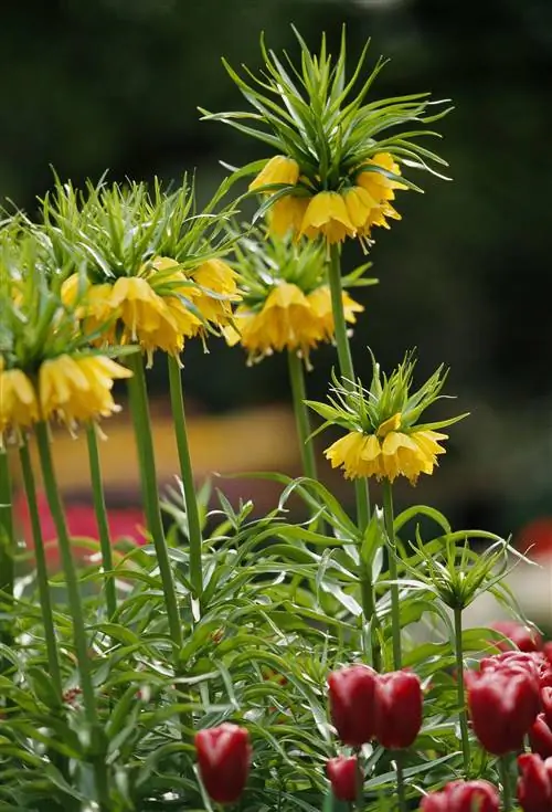 Императорская желтая корона Fritillaria Imperialis 'Lutea'