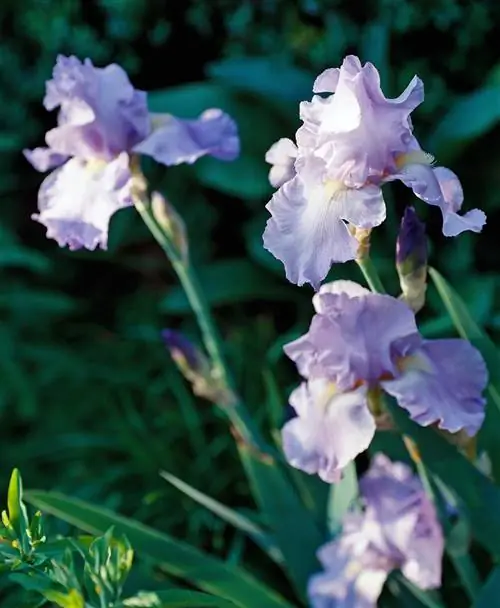фиолетовые и белые цветки ириса
