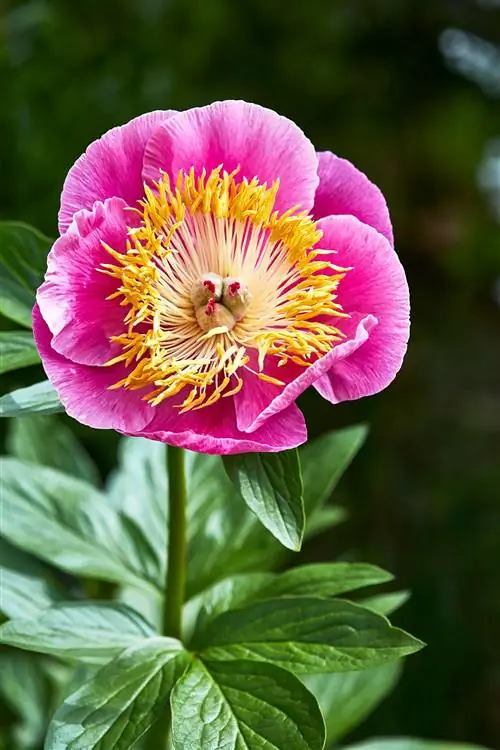 розово-желтый пион ‘Pageant’