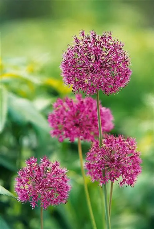 розовые цветки аллиума