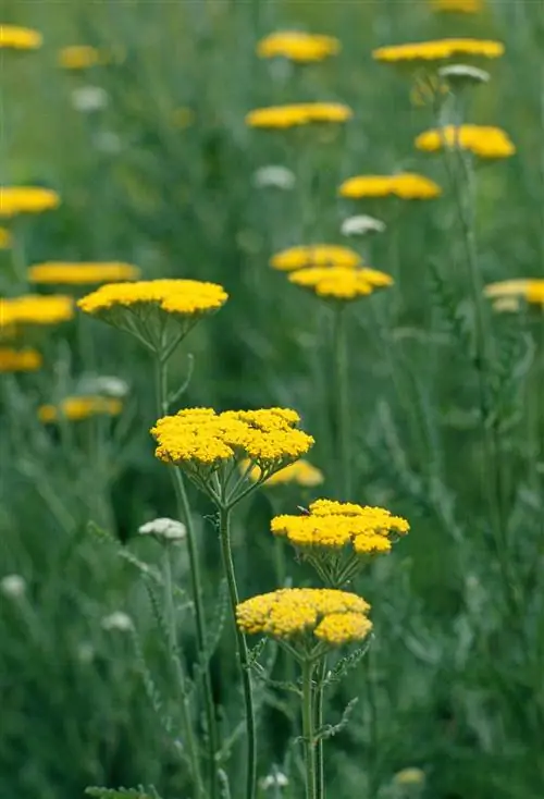 желтые цветы тысячелистника