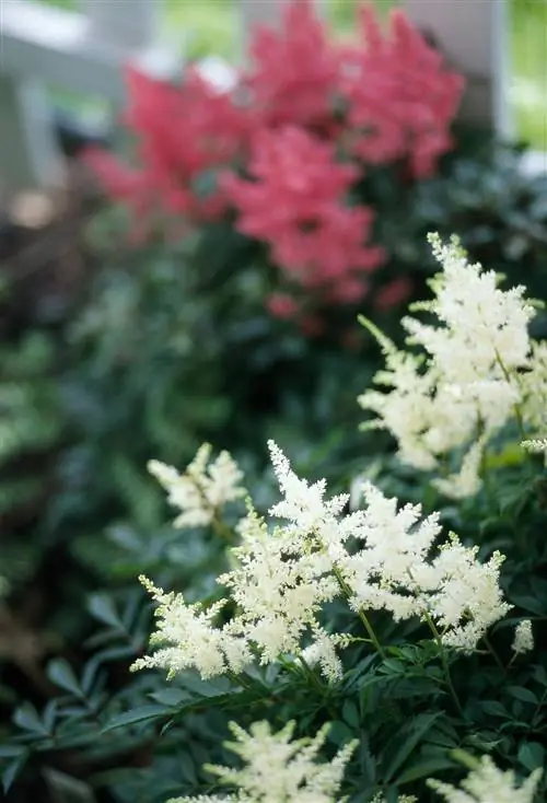 белые цветы астильбы