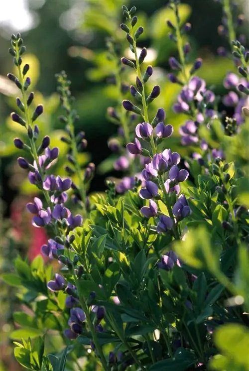 фиолетовая баптизия и зелень