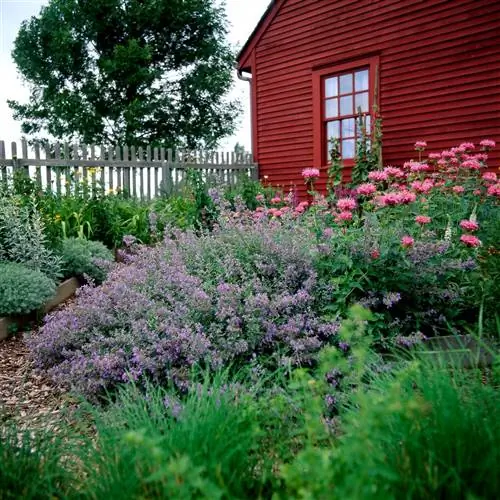 Мятный и розовый бальзам перед домом